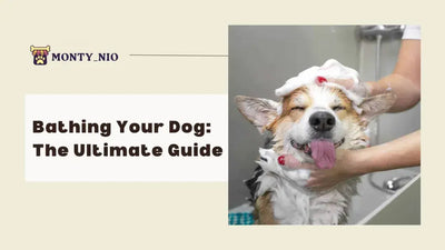 Bathing Your Dog The Ultimate Guide to a Happier and Healthier Pup!