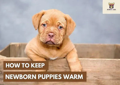 How To Keep Newborn Puppies Warm