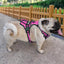 Supreme Dog Harness—Premium Streetwear-Inspired Pet Gear